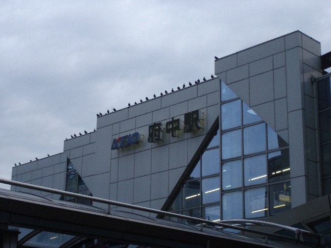 京王電鉄府中駅、カラスかハトか、たくさんおります