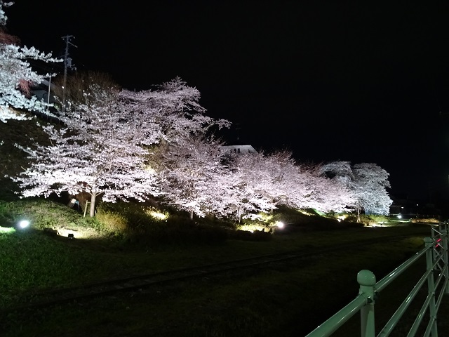 舞木駅近辺の桜