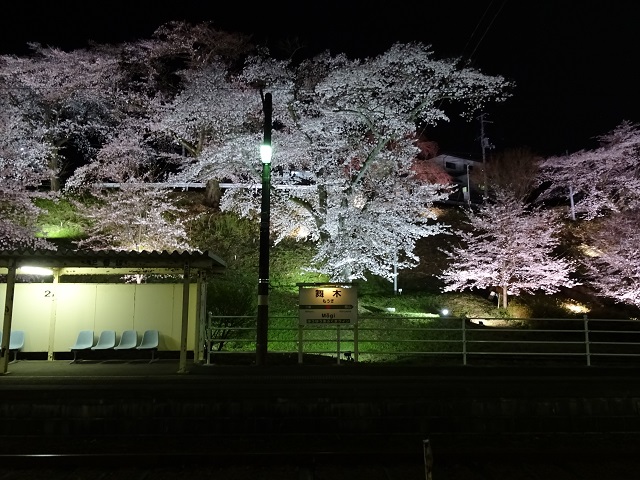 舞木駅近辺の桜