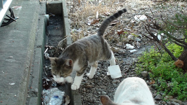 猫