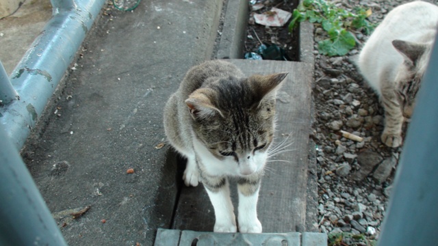 猫